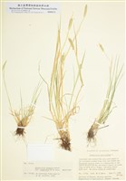 藏品(長芒看麥娘)的圖片